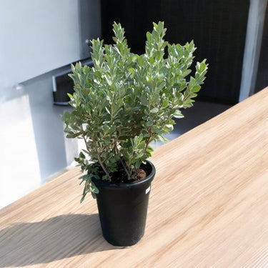 Conocarpus Sericeus - Silver Buttonwood